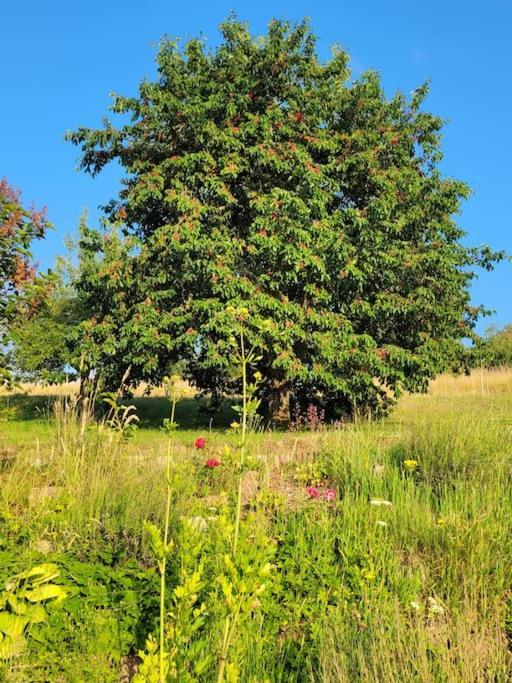 Domaine De La Charriere Sur 63 Ares - 8 Pers Grand Confort Βίλα Neuviller Εξωτερικό φωτογραφία